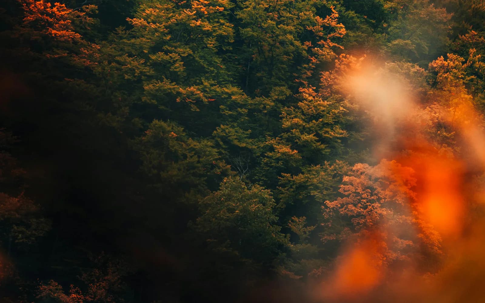 Autumn forest in Canada